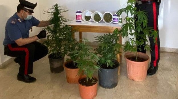Coltivava droga in casa. I carabinieri di Petrosino arrestano uomo di 42 anni