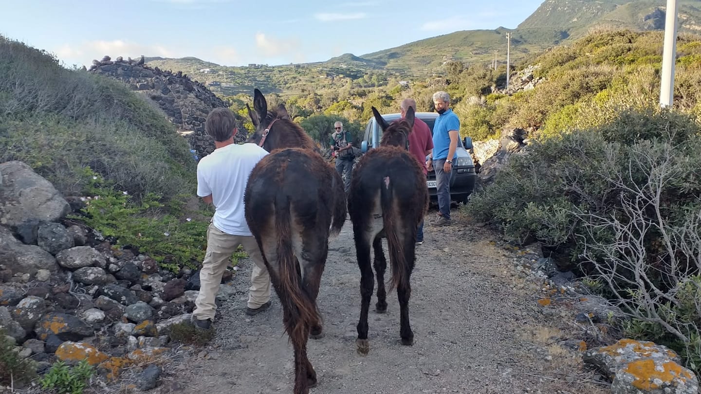 Arrivano gli asini panteschi sull'isola ed il riconoscimento delle “cinque vele”