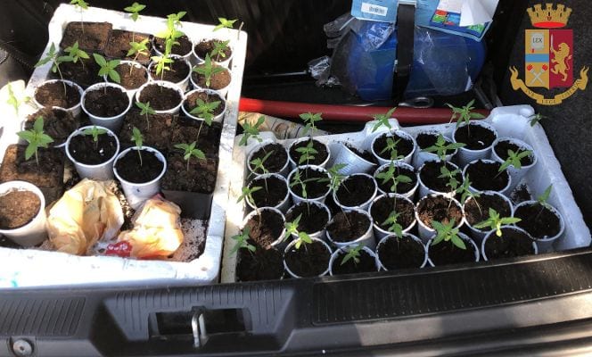 Coltivava droga in casa. Marsalese arrestato dalla polizia