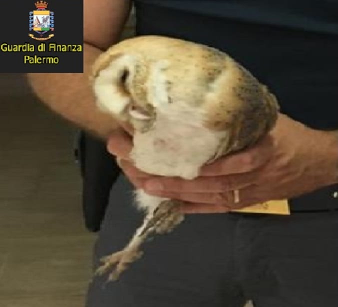 Recuperato rapace notturno. Salvato dai finanzieri di Partinico