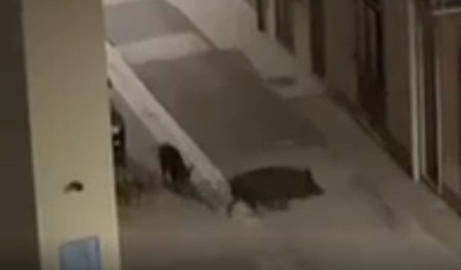 Invasione di cinghiali tra le coltivazioni. La Cia chiede controlli per la sicurezza