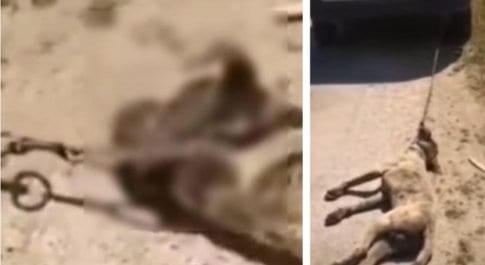 Spara al cane del vicino e lo finisce trascinandolo con il furgone. Un arresto a Mazara del Vallo