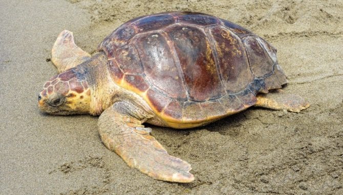 Morte di tartarughe 'caretta caretta'. Tra le principali cause: ami, lenze e plastiche.