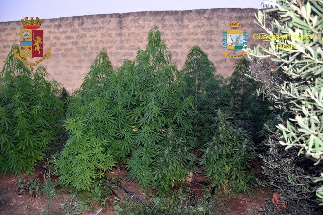 Operazione antidroga a Mazara del Vallo. Un arresto e una denuncia per coltivazione di marijuana