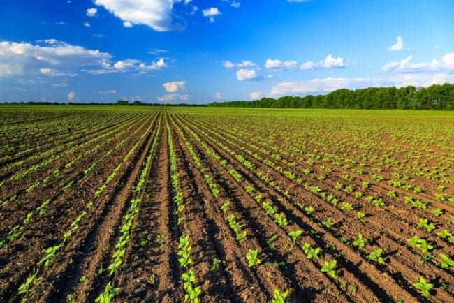 Approvata legge sull’agroecologia. Sanzioni per chi utilizzerà pesticidi banditi