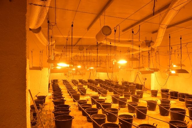 Coltivazione di marijuana, scoperta serra a Salemi. Denunciato marsalese