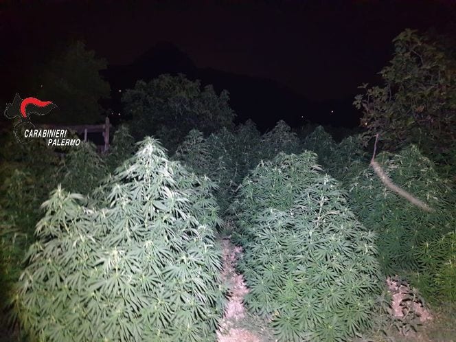 San Giuseppe Jato, piantagione di canapa a conduzione familiare. Tre arresti e due denunce