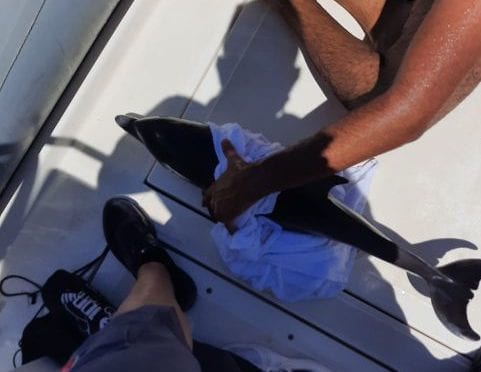 Delfino disorientato a San Vito Lo Capo. Recuperato e salvato dalla guardia costiera