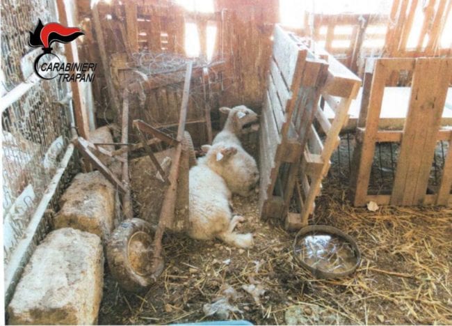 Animali abbandonati e tenuti in precarie condizioni. Denunciato 73enne trapanese
