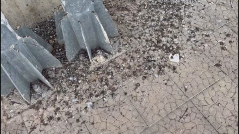 Indignazione e fetore al PaladAngelo di Alcamo. Guano delle colombe disgusta vaccinandi