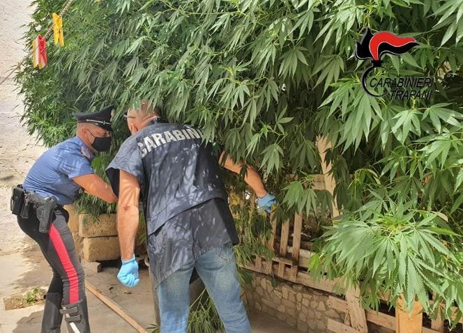"Foresta" di marijuana in casa. In manette 56enne a Marsala