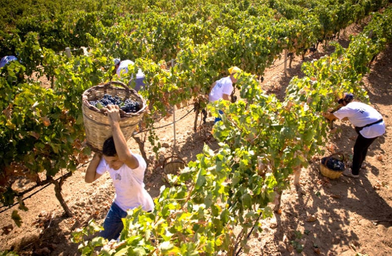 Vendemmia alcamese 2021. Ottima uva e prezzo buono