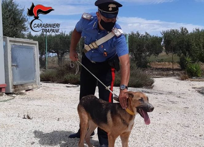 Cane vittima di maltrattamenti a Salaparuta, salvato dai carabinieri. Denunciata proprietaria (FOTO)