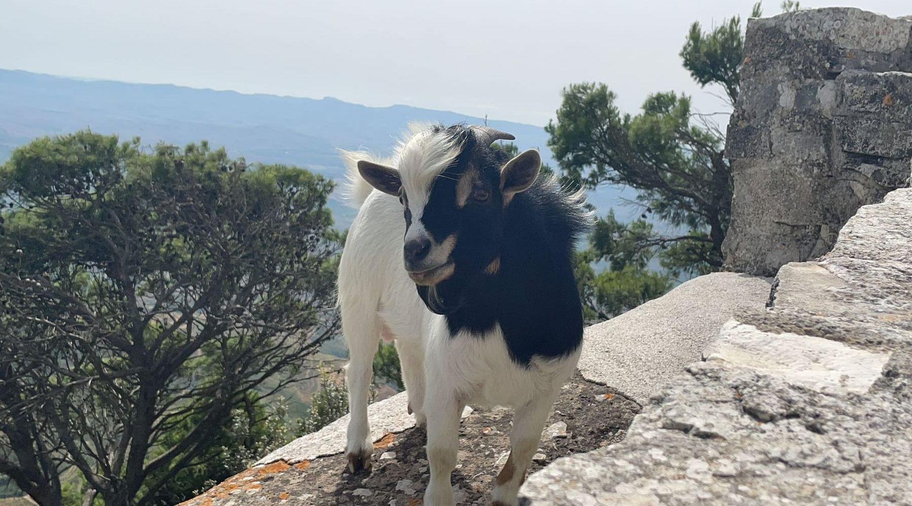 Capretto nano vagava sul Monte Bonifato. Salvato dai vigili del fuoco, si trova in affidamento temporaneo