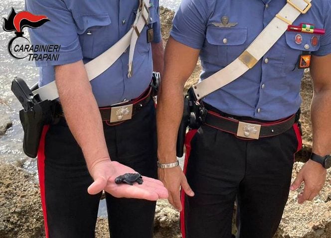 Tartarughina "Caretta Caretta" salvata a Custonaci dai carabinieri. L'animale è stato poi liberato in mare