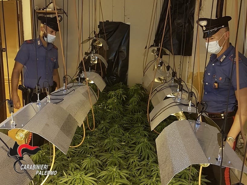260 piante di cannabis in serra funzionante con energia rubata. Giovane arrestato a Partinico