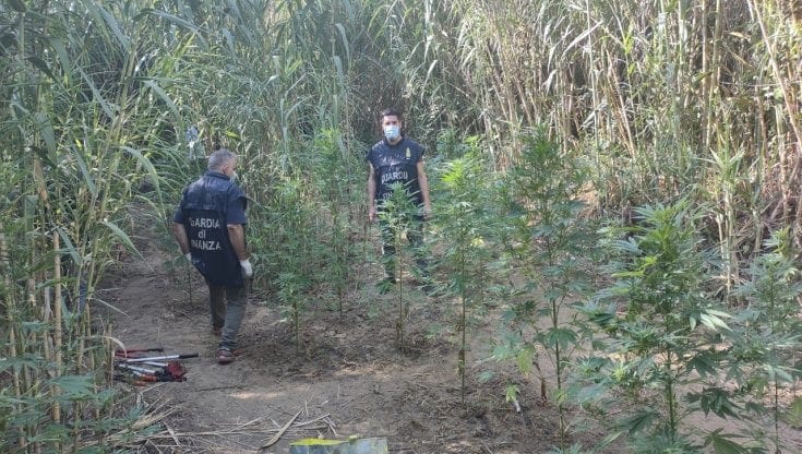 Scoperta coltivazione di marijuana. 77 piante nei pressi del Santuario