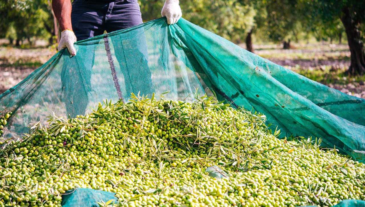 Al via campagna olivicola. Grazie alla pioggia, olive buone per quantità e qualità
