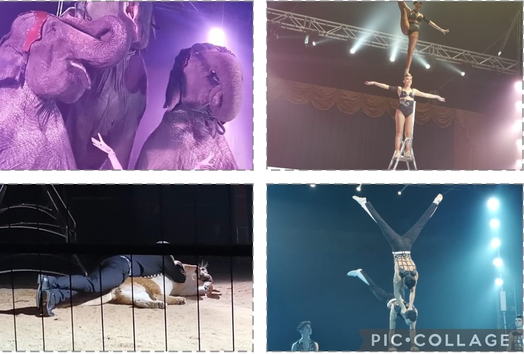 Circo ‘Rinaldo Orfei’ al Forum, due ore di numeri strepitosi (video)