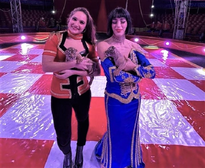 Festa al circo 'M. Orfei', nascono due splendidi tigrotti siberiani. Evidente segno di benessere