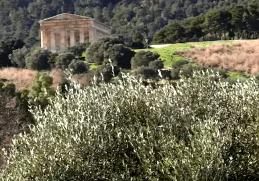 Raccolte olive e prodotto olio da 25 alberi recuperati nel parco archeologico di Segesta (VIDEO)
