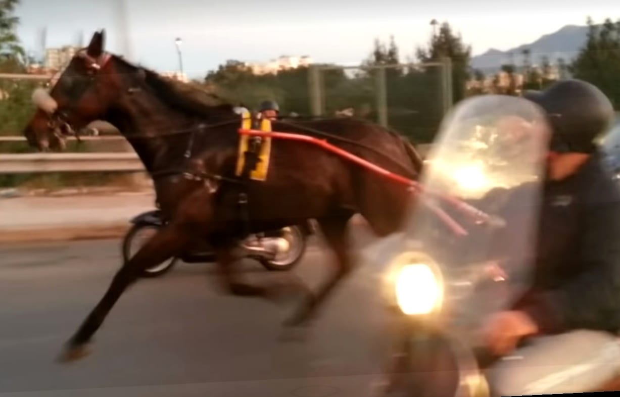 Corse clandestine, fenomeno sempre attuale. Carabinieri scoprono gara all'alba
