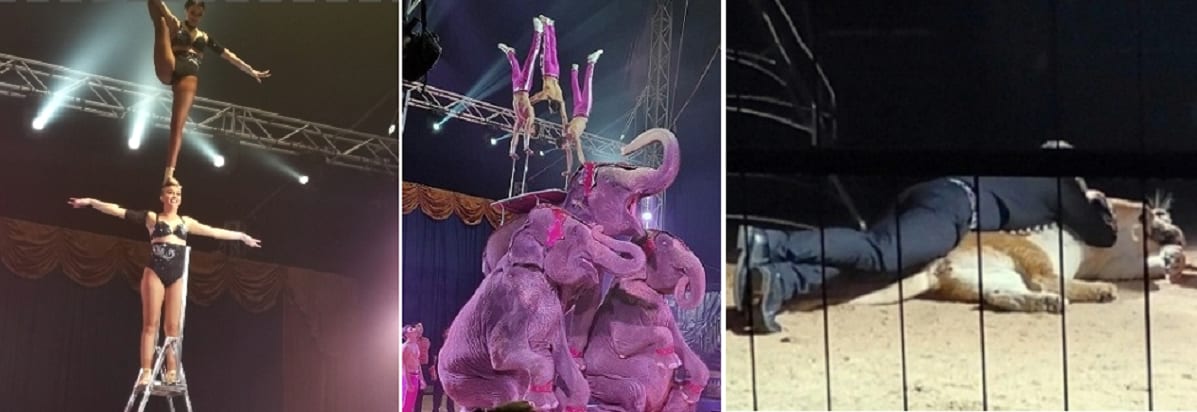 Arriva il circo a Trapani dopo 16 mesi. Due ore di ‘spettacolone’ per quattro giorni e ben 11 repliche