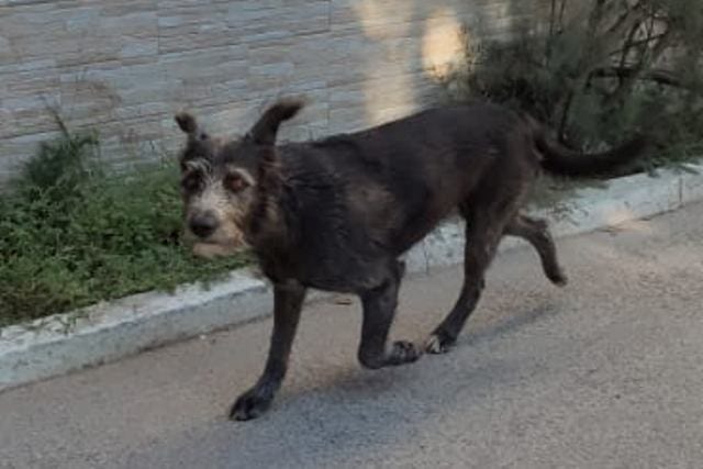 ‘Nerina’ avvelenata a Kartibubbo con altri cani. Parole dure del sindaco di Campobello di Mazara
