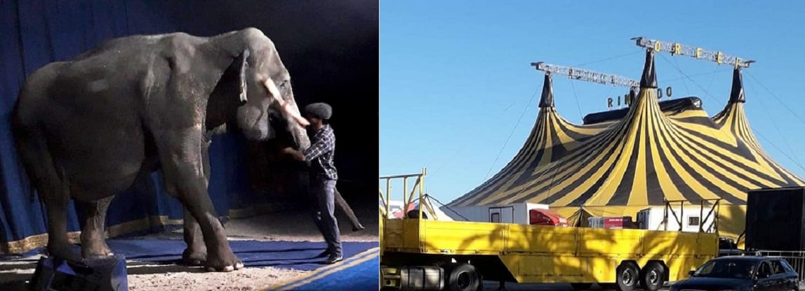 Area per circhi, fiere e luna-park. Ad Alcamo non se ne parla e Calandrino firma interrogazione