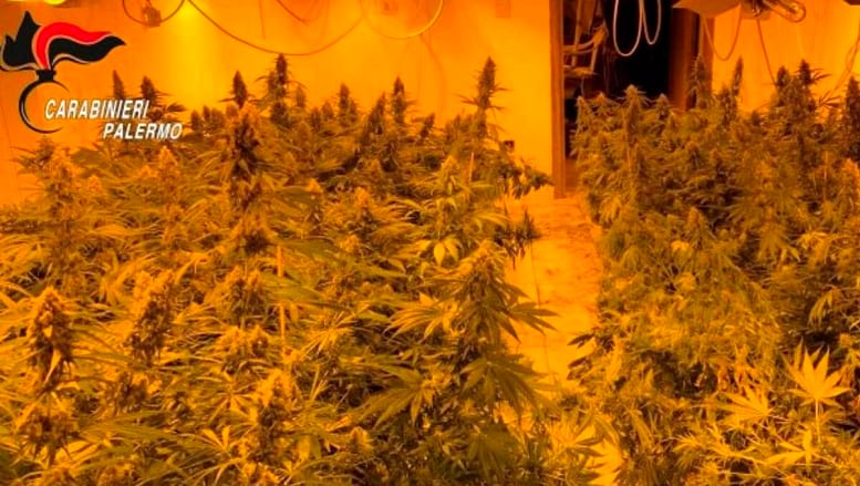 Cannabis, produzione a ciclo continuo in villetta a Giardinello. Rubati 230.000 euro di energia