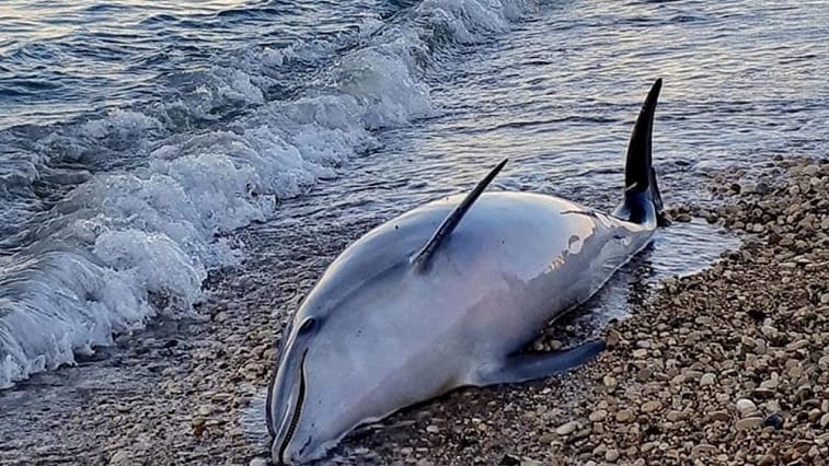 Delfino spiaggiato a Cala Petrolo, era morto già al largo. Letale, forse, l'impatto con la scogliera