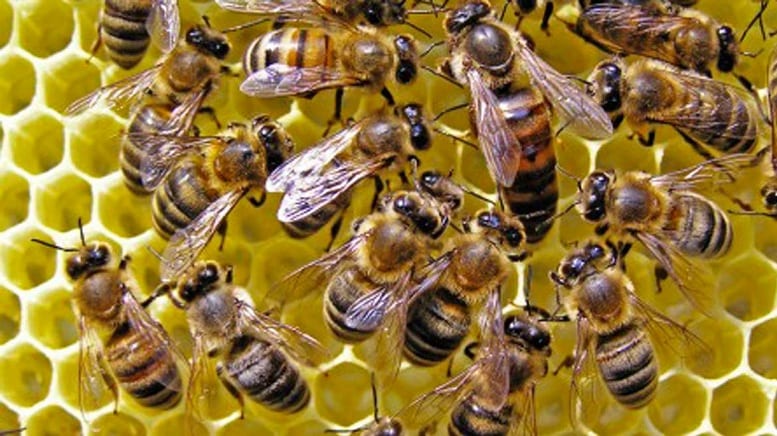 Affetto da sclerosi multipla, si cura con le api. I ladri gliele potano via