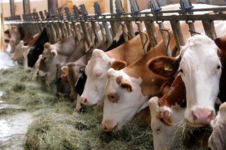 Zootecnia in Sicilia. Sindacato: “Allevamenti in crisi. 1.600 a rischio chiusura”