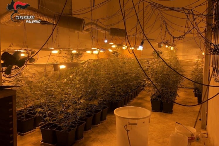 Coltivazione e spaccio di droga a Partinico, due arresti. Sequestrate 143 piante di marijuana