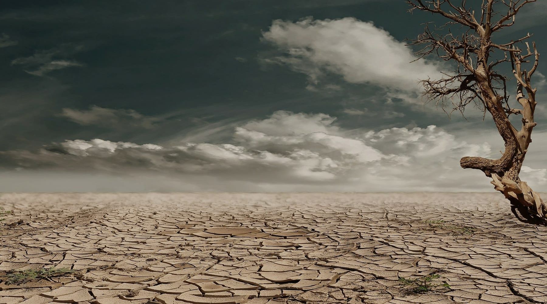 “Giornata mondiale contro desertificazione e siccità”. In campo anche associazioni ambientaliste