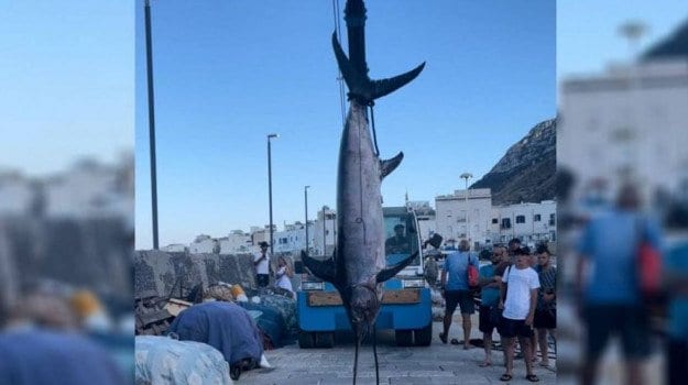Pescato a Marettimo 'spada' da 229 KG. Nel 2020 preso tonno da 3 quintali