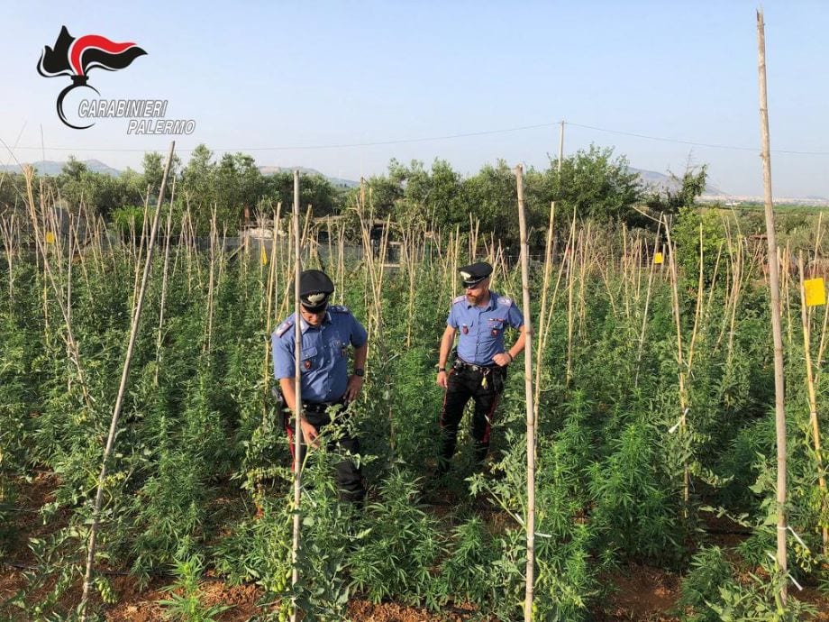 Più di mille piante di cannabis a Partinico. Irrigate mediante allaccio abusivo