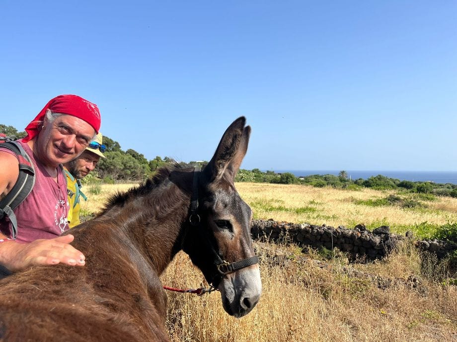Weekend dedicato all’asino pantesco. Sull’isola di Pantelleria, anche esperti di Reggio Emilia