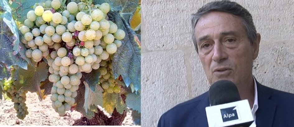 Bianco Alcamo Doc, disciplinare da aggiornare e catarratto da divulgare. Bursi: "Bisogna fare rete"