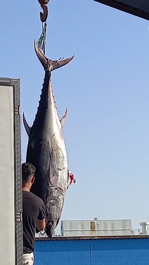 Tonno rosso sequestrato a Trapani. Il pesce è stata devoluto in beneficienza