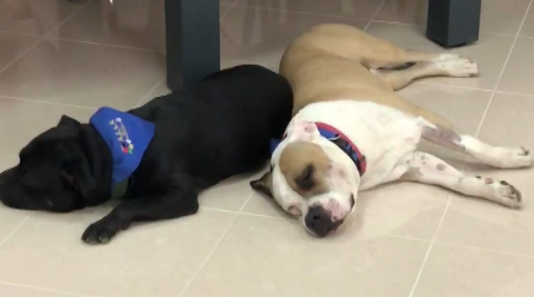 Disabili, terapia con cani addestrati a Partinico. Donazione di UniCredit