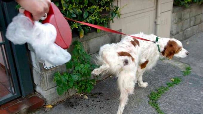 Legge su tutela animali. Cani a passeggio, bisogna pulire anche la pipì