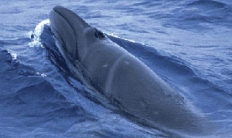 Una balena alla riserva dello Zingaro. Il primo avvistamento avvenne nel 2015 a Terrasini