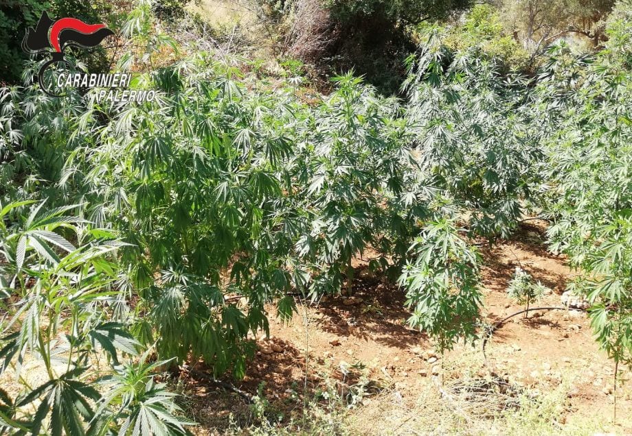 Scoperte due piantagioni di cannabis a Carini, arrestato un 51enne