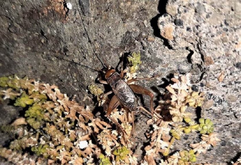 Nuova specie di grillo a Pantelleria, lanciato sondaggio per proporre il nome