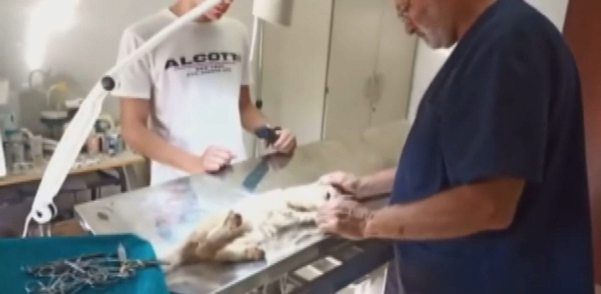 Sterilizzati 117 gatti randagi. Veterinario impiega così le sue ferie a Castelvetrano