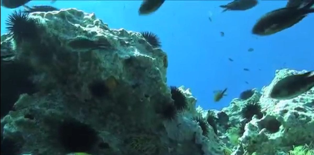 Progetto dell’UNESCO a Marettimo, missione sul banco di Skerki. Serie di esplorazioni