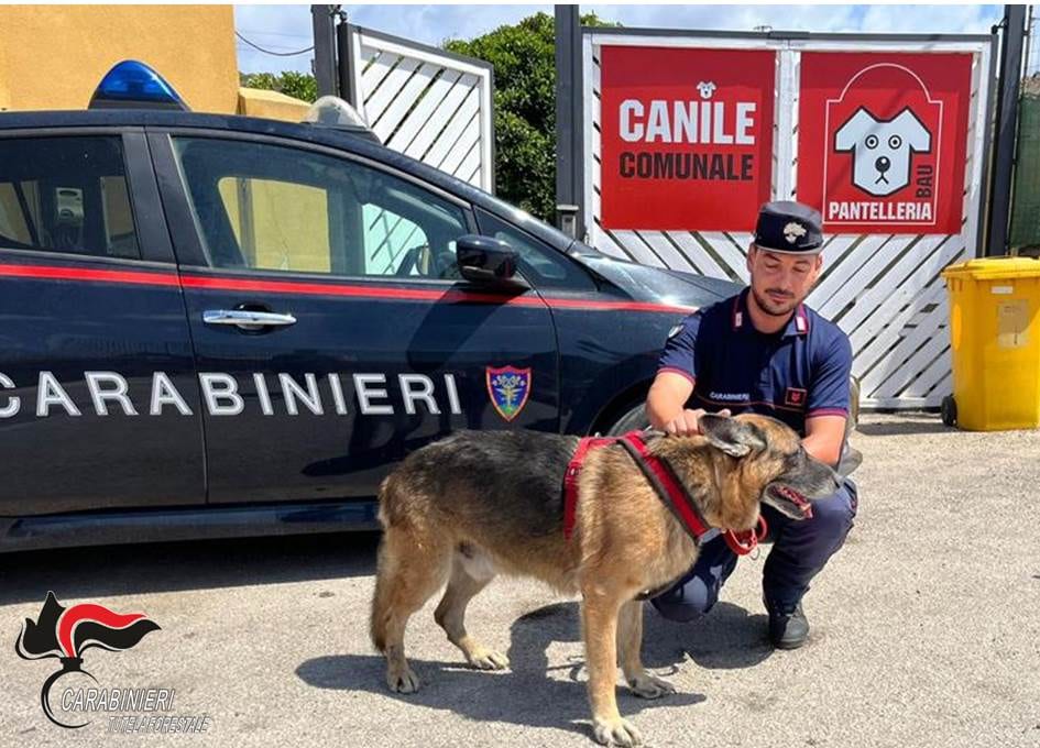 Carabinieri e volontari 'salvano' pastore tedesco. Cane riconsegnato a pantesco