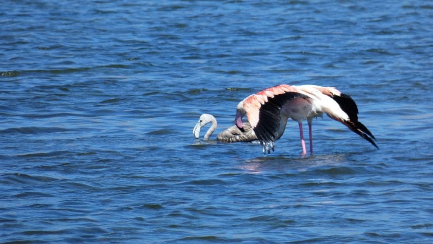 Fenicotteri rosa liberati alla Riserva delle Saline, intervento del WWF Sicilia Occidentale