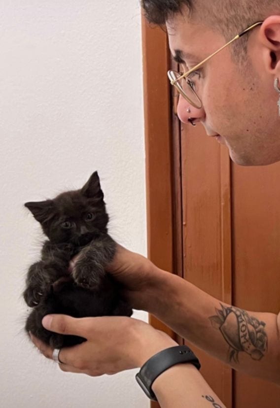 Gattino resta intrappolato nel motore di un'auto ad Alcamo. VVF e associazione animalista, in soccorso